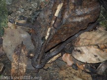 White-spotted Slug-eating Snake (Pareas margaritophorus)